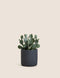 Artificial Cactus Garden in Cement Pot